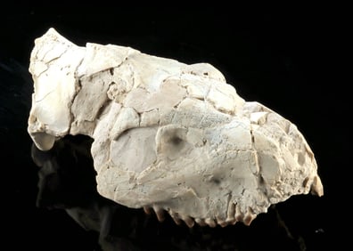 Prehistoric Oreodont Merycoidodon Upper Skull Fossil