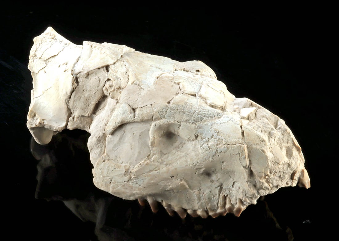 Prehistoric Oreodont Merycoidodon Upper Skull Fossil: North America, Western United States, Oligocene to early Miocene, ca. 33.9 to 16.3 million years ago, a fossilized oreodont (Merycoidodon) upper skull, carefully prepared from its surrounding matrix t