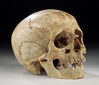 19th C. Human Skull, Teaching / Anatomy Research Model