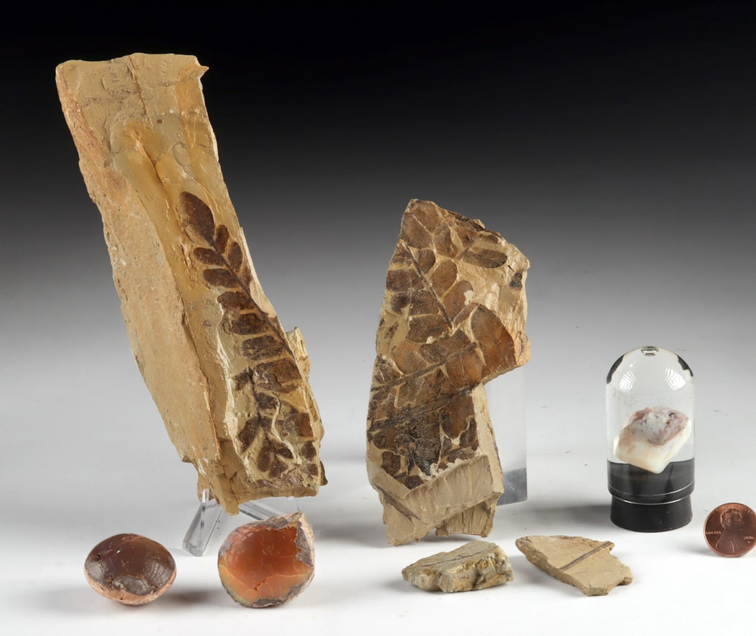 Fossil Leaf Fronds in Matrix & Opal Specimens, 7 pcs: Eastern Africa, Ethiopia, Australia, & North America, ca. millions of years ago. A collection of assorted fossils and mineral specimens, including two large fossilized leaf frond fragments and two sma