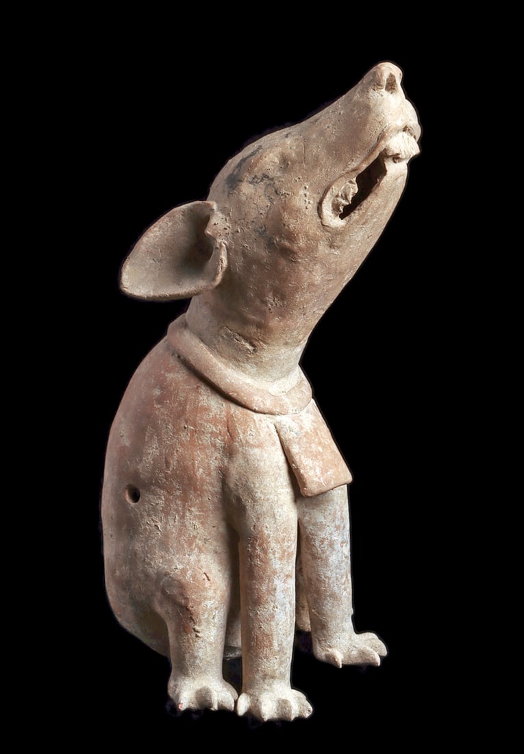 Veracruz Large Howling Seated Paca / Coyote (1 of 2)