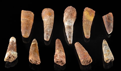 10 Early Cretaceous Spinosaurus Dinosaur Teeth