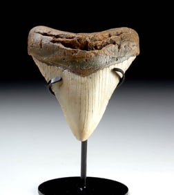Large Megalodon Shark Tooth - 5.25" Long