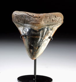 Large Polished Megalodon Tooth - 5.625" Long