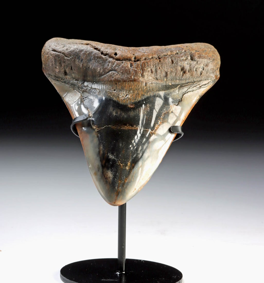 Large Polished Megalodon Tooth - 5.625" Long: Ancient Seas, Middle Miocene to end of Pliocene eras, ca. 28 to 2.6 million years ago. An attractive fossilized tooth from a prehistoric megalodon - the largest fish and shark to ever exist! This toot