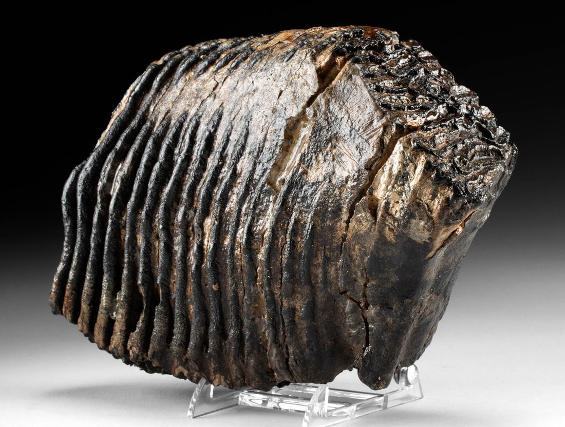 Large Fossilized Woolly Mammoth Molar Tooth (1 of 2)