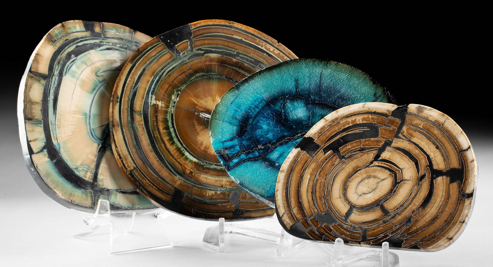 Wooly Mammoth Ivory Tusk Cross Sections, Blue Enhanced: North America, Alaska, Late Pleistocene Epoch, ca. 100,000 to 10,000 years ago. Four mammoth ivory tusk cross-section discs, each cut to expose the natural concentric layers of dentine and enamel alon