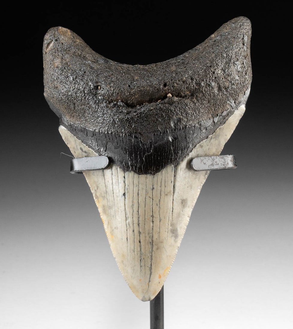 Fossilized Prehistoric Megalodon Shark Tooth: Ancient Seas, Middle Miocene to End of Pliocene Eras, ca. 23 to 2.6 million years ago. A fossilized Megalodon shark tooth, showcasing the classic broad triangular form with a dark, mineralized enamel