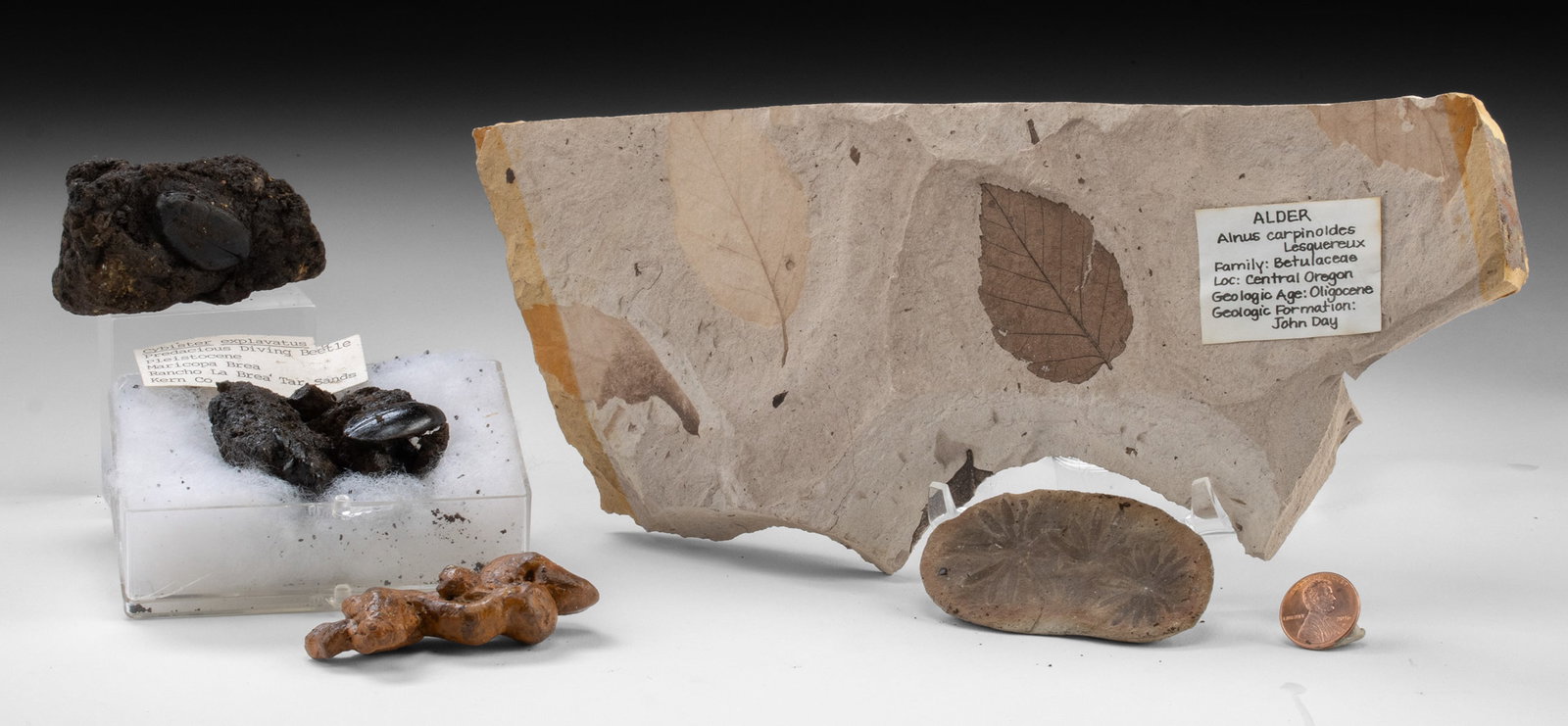 Fossil Specimens: Coprolite, Leaves & Tar Pit Beetles (1 of 3)