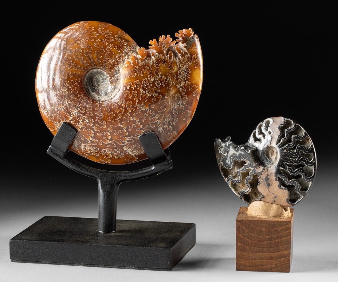 Two Polished Ammonite Fossils, Sutures & Open Chambers (1 of 2)