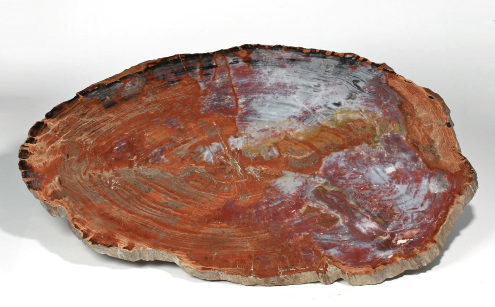 Huge Arizona Petrified Tree Slice, 3 Feet Long!: North America, Southwestern United States, Arizona, Late Triassic, ca. 225 million years ago. A thick cross-section slice of fossilized wood from the prehistoric tree Araucarioxylon arizonicum, cut an