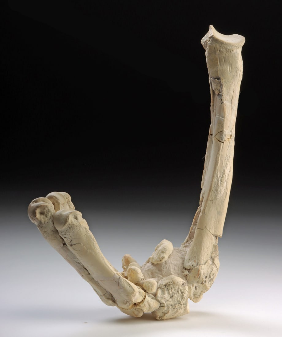 Ice Age Camel Limb Fossil, Preserved Foot Elements (1 of 4)
