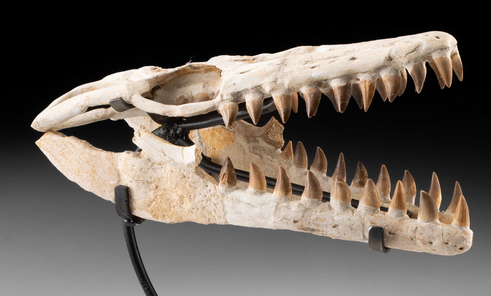 Petite Prehistoric Mosasaur Skull & Pterygoid Teeth (1 of 4)