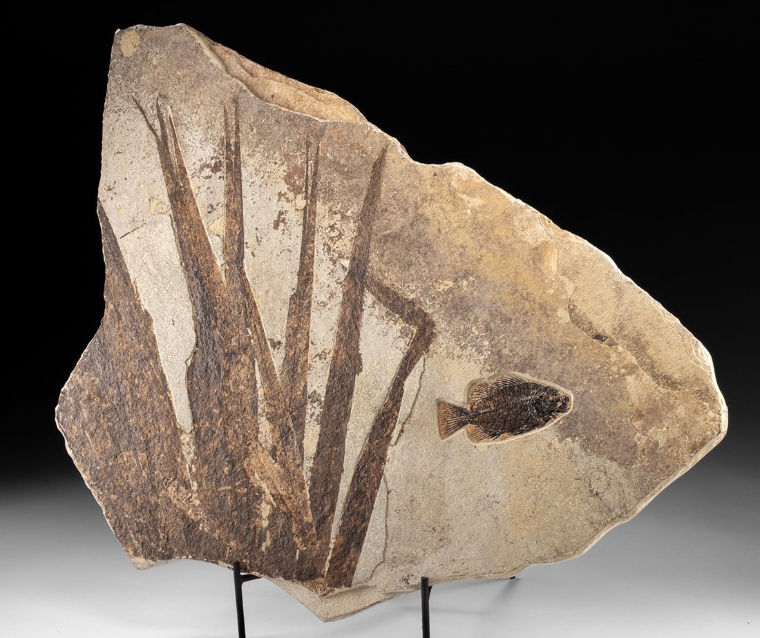 Green River Fossilized Palm Fronds & Fish Panel (1 of 4)