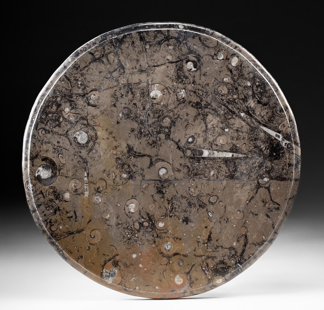 Stone Tabletop Orthoceras & Ammonite Fossil Slab: North Africa, Morocco, Devonian Period, ca. 419.2 to 358.9 million years ago. This large circular fossil slab is polished to reveal striking Orthoceras and ammonite shells set within a mottled stone m