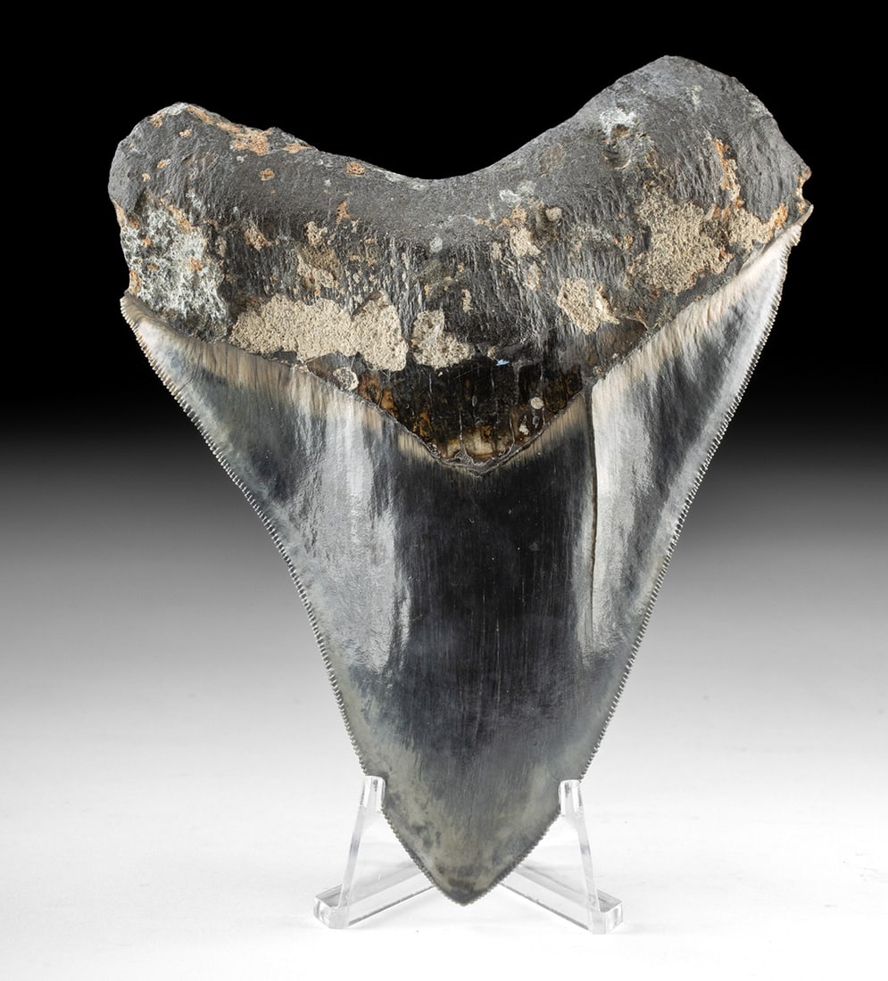 Prehistoric Megalodon Shark Tooth Fossil, 5.3 Inches (1 of 2)