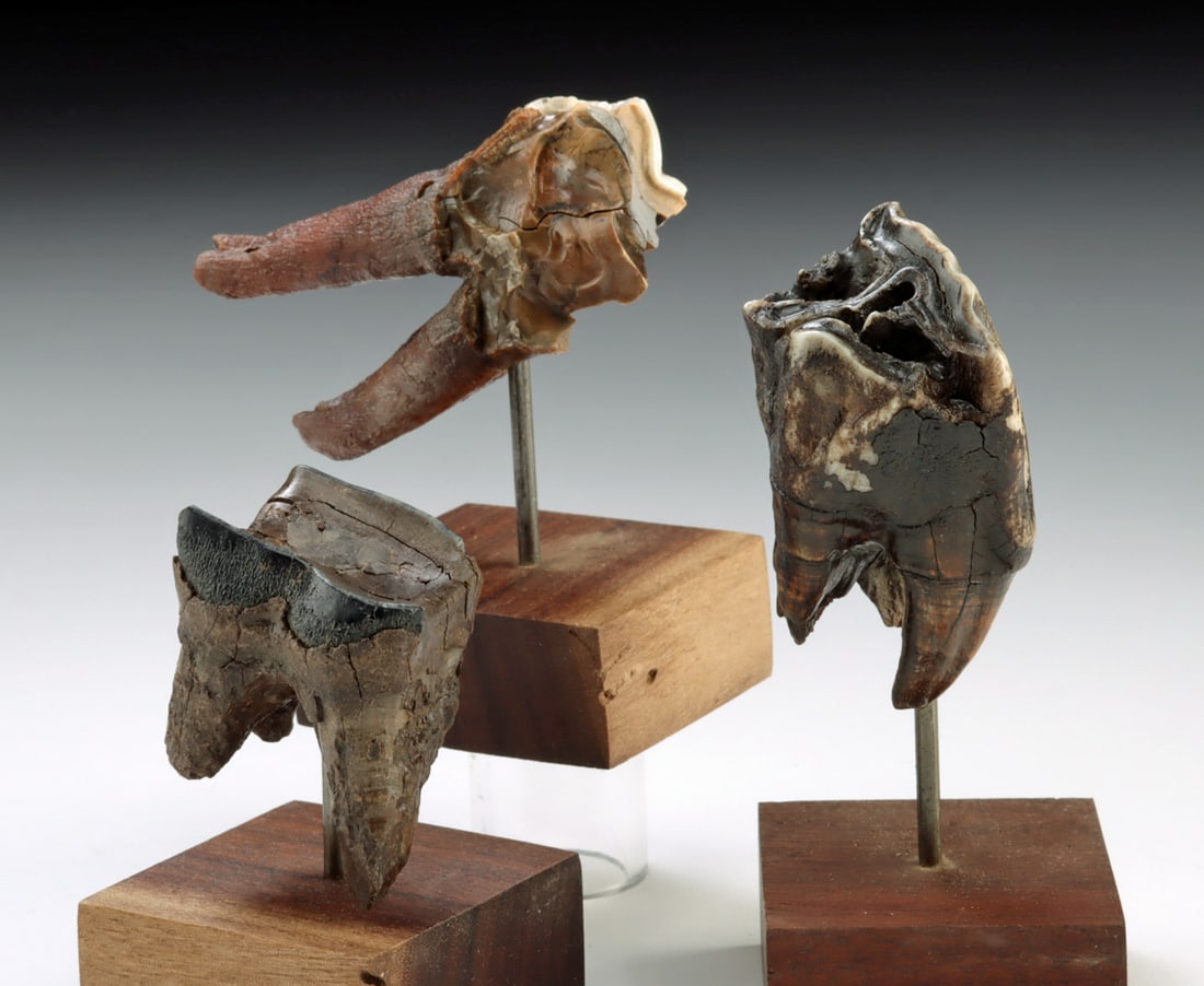 Three Pleistocene Siberian Woolly Rhino Teeth (1 of 2)