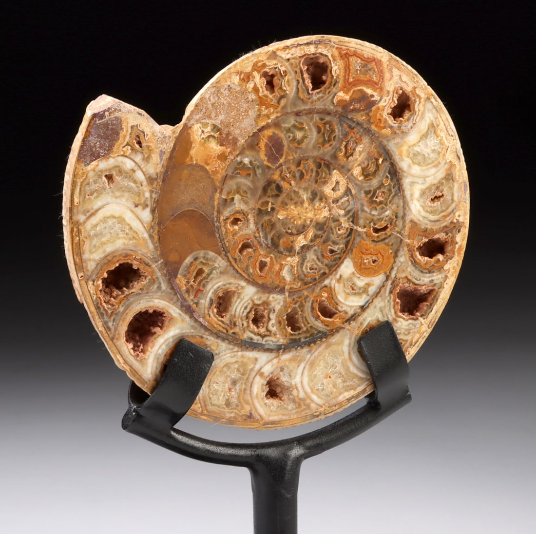 Madagascar Ammonite Shell Fossil w/ Crystal Formations (1 of 3)