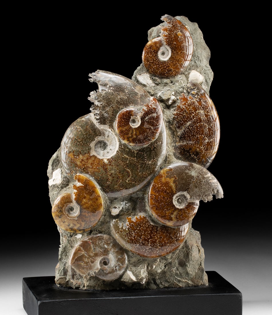 Polished Ammonite Fossil Cluster in Upright Matrix (1 of 4)