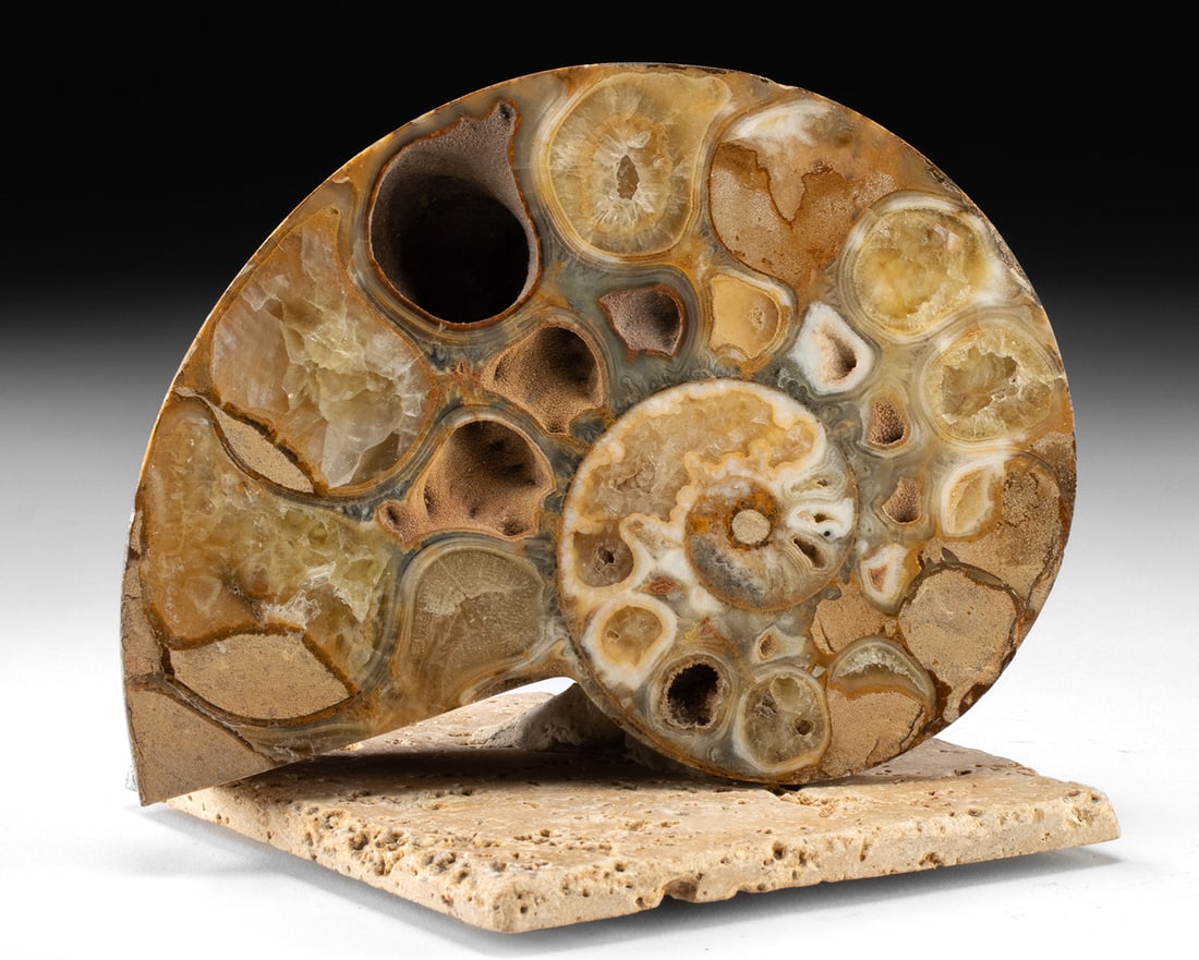 Large Polished Ammonite Fossil, Crystal Filled Chambers: East Africa, Madagascar, Jurassic to Cretaceous period, ca. 200 to 66 million years ago. A lovely ammonite specimen cut and polished to reveal its intricate internal chamber structure. The once hollow