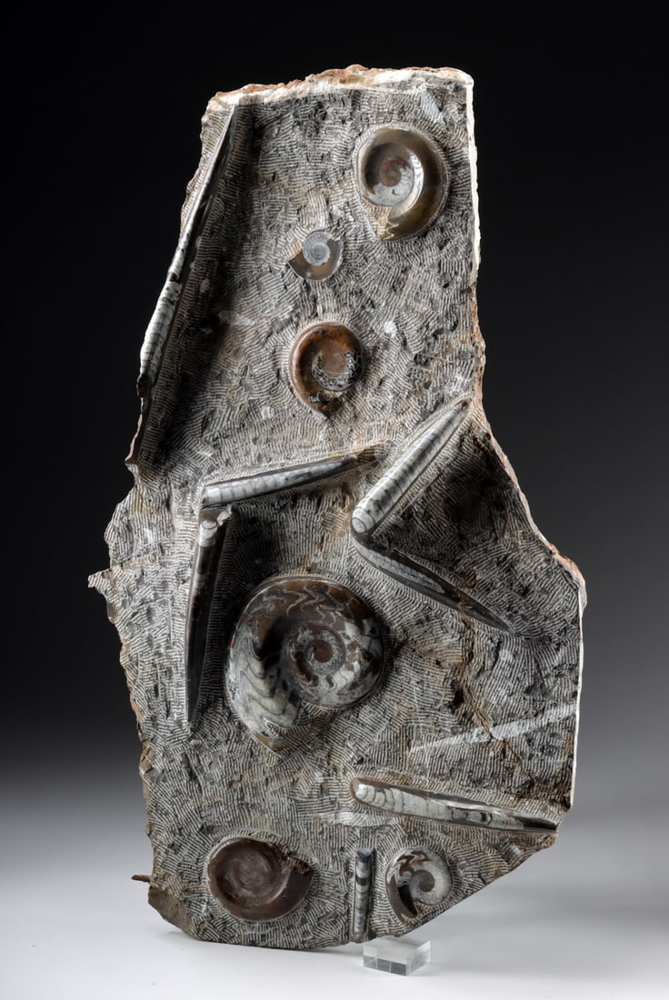 Polished Fossil Slab of Ammonites & Orthoceras Shells: North Africa, Morocco, Devonian Period, ca. 419.2 to 358.9 million years ago. A massive fossil stone slab polished in relief to reveal numerous ammonite shells and elongated Orthoceras fossils preserv