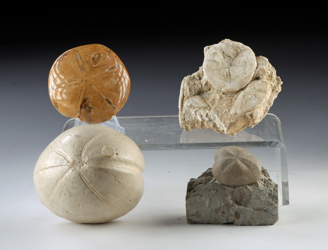 For Prehistoric Fossilized Sand Dollars & Sea Urchins (1 of 2)