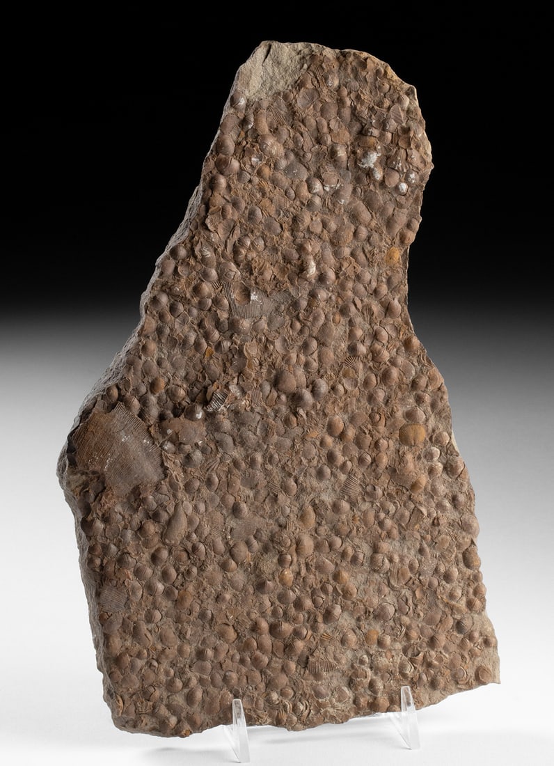 Ancient Marine Shell Fossils on Stone Matrix (1 of 3)