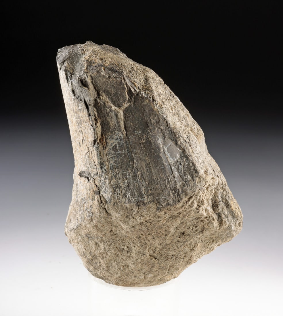 Large Fossilized Dinosaur Bone Fragment (1 of 3)