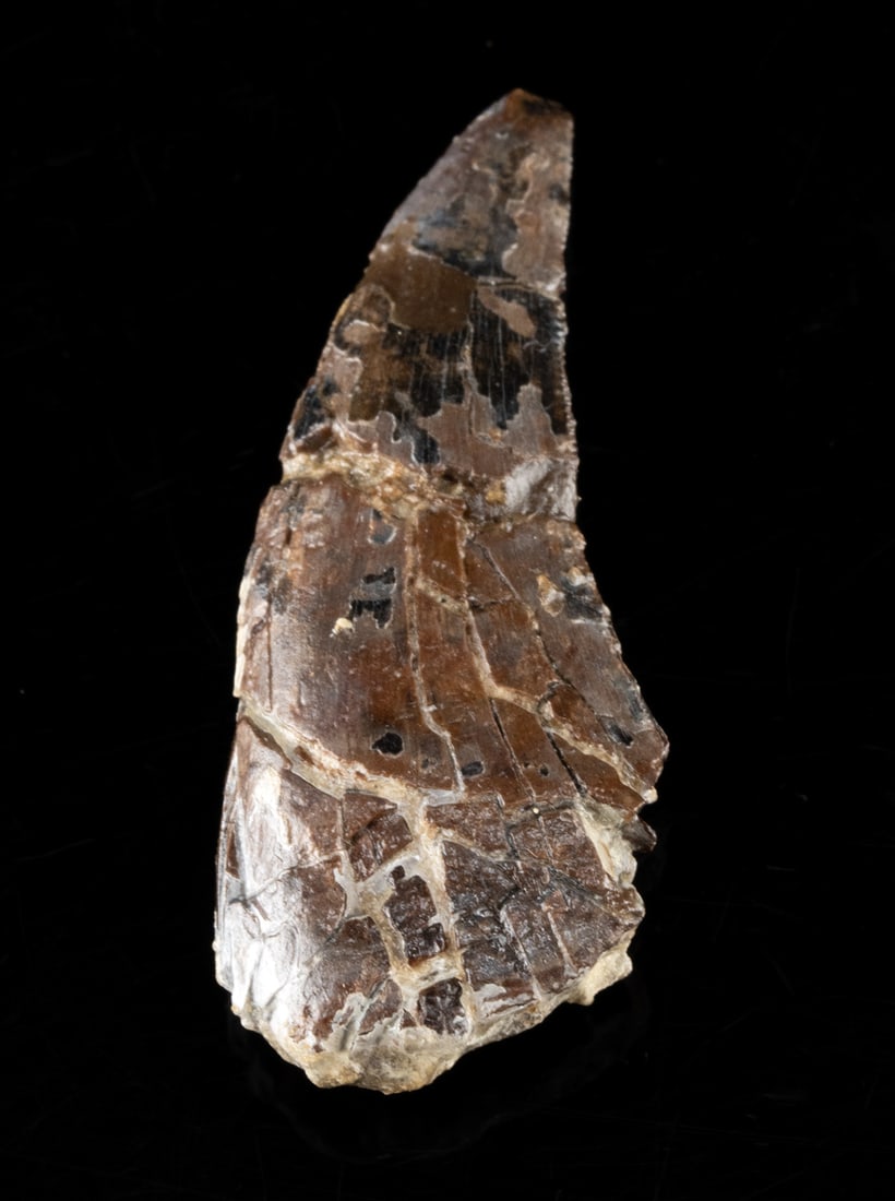Nanotyrannus / Juvenile Tyrannosaurus Fossil Tooth (1 of 2)