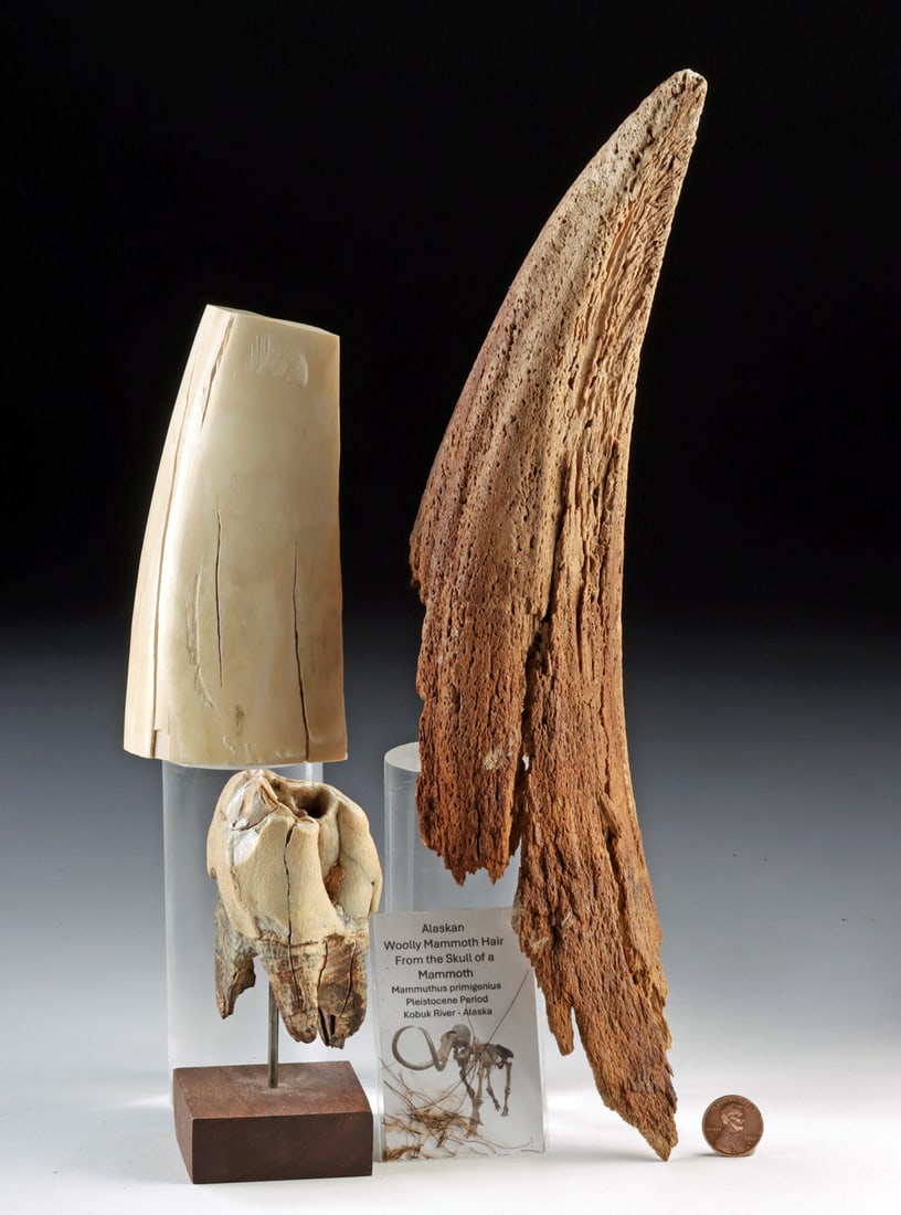 Ice Age Megafauna Bison Horn, Mammoth Tusk, Rhino Tooth (1 of 1)
