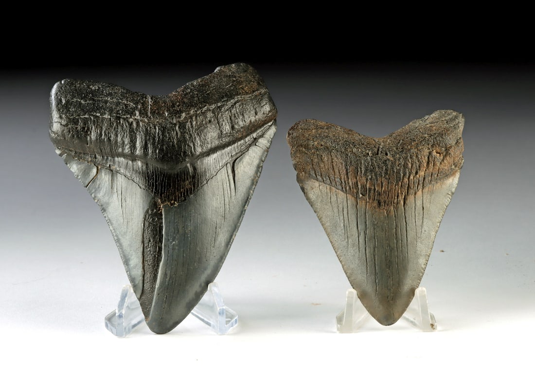 Two North Carolina Megalodon Shark Teeth Fossils: North America, United States, North Carolina, Middle Miocene to end of Pliocene, ca. 23 to 2.6 million years ago. A pair of fossilized megalodon shark teeth, each displaying the broad triangular crown