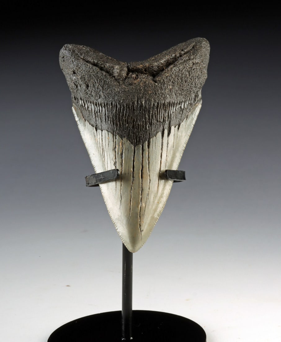Fossilized 4.6 Inch Megalodon Shark Tooth: Ancient Seas, Middle Miocene to end of Pliocene epochs, ca. 23 to 2.6 million years ago. A slender and sharply tapered fossil megalodon tooth measuring 4.6 inches in length, presenting a glossy enamel
