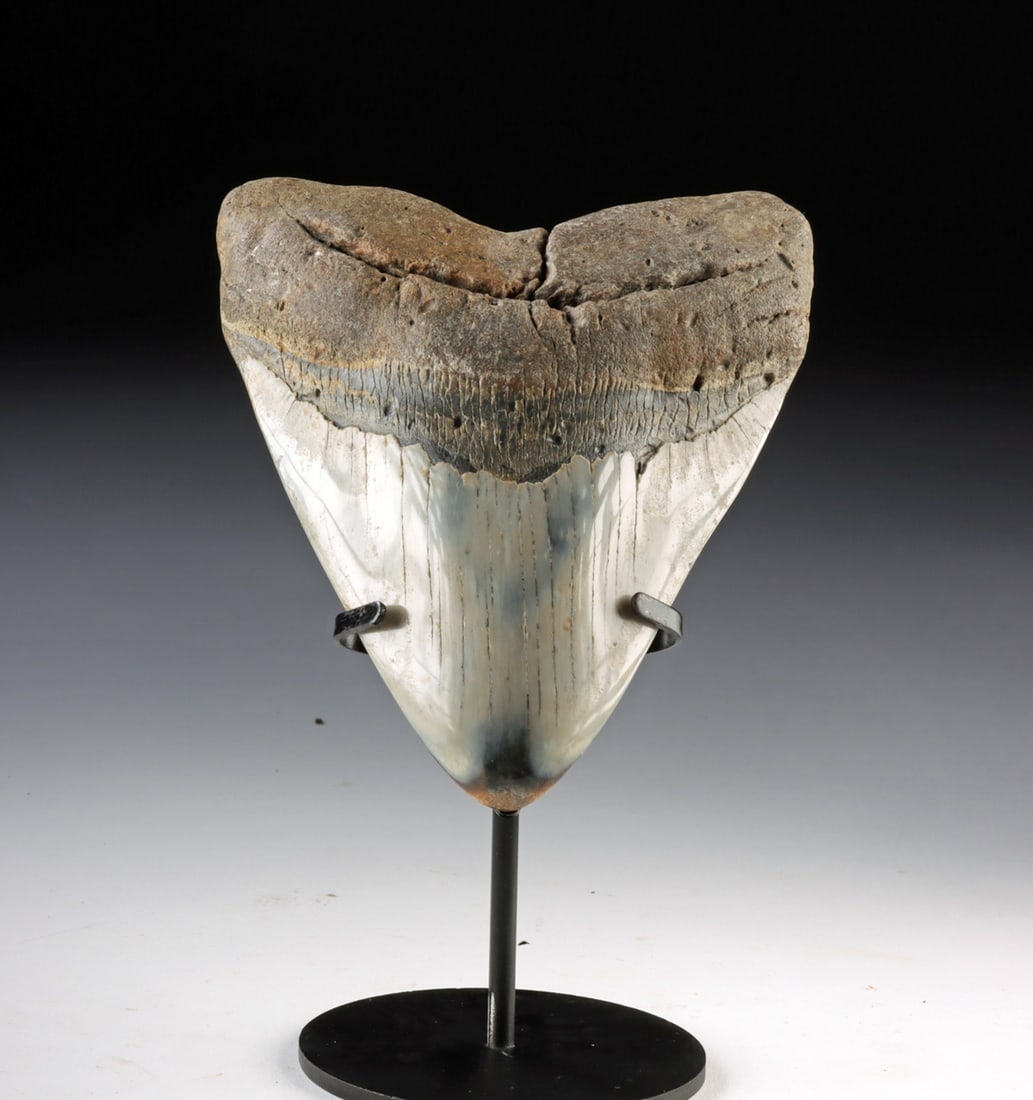 Prehistoric Marine Fossil Megalodon Tooth - 5.6 Inches (1 of 2)