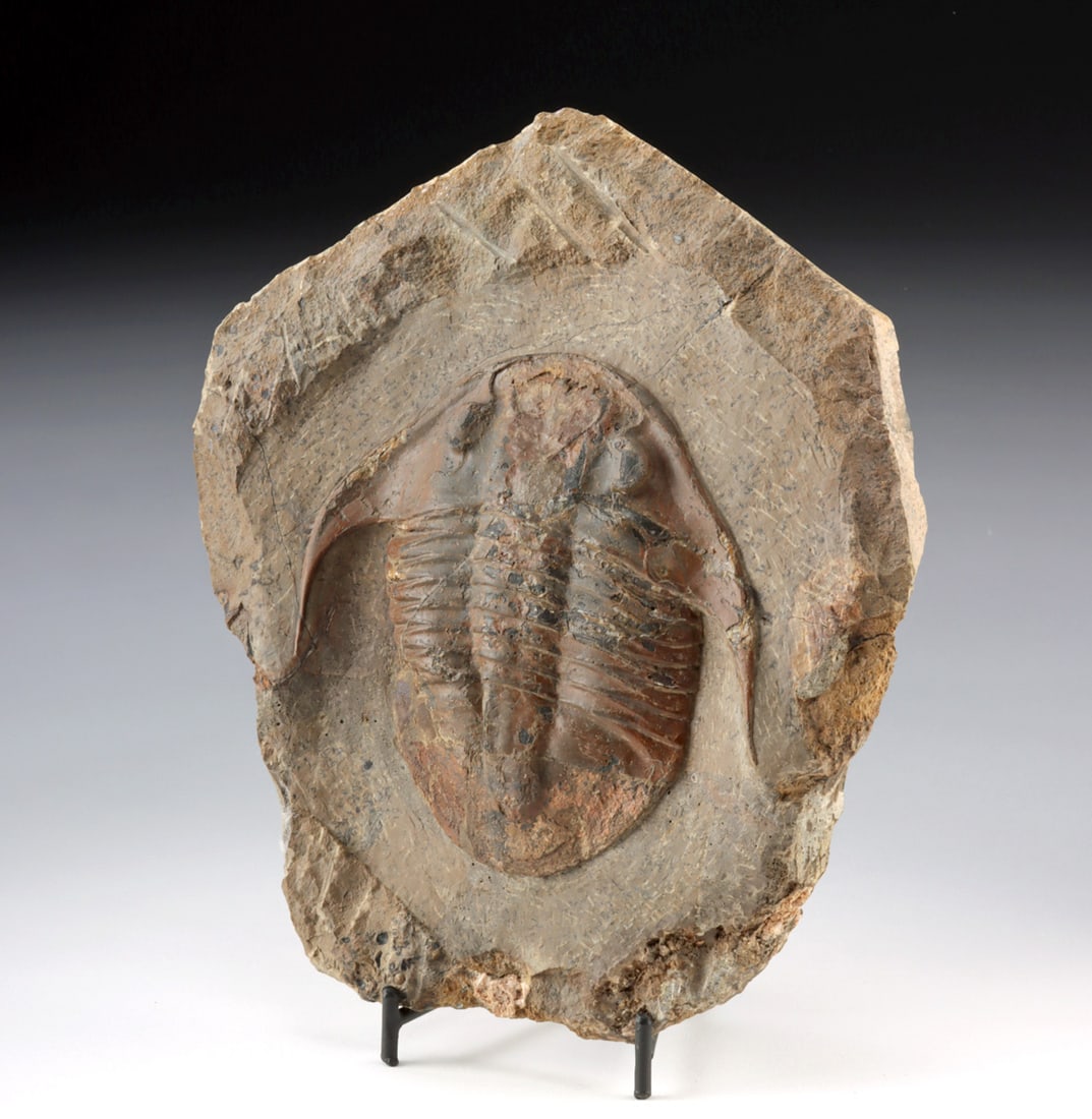 Large Trilobite Fossil in Matrix, Asaphellus Stubbsi (1 of 3)