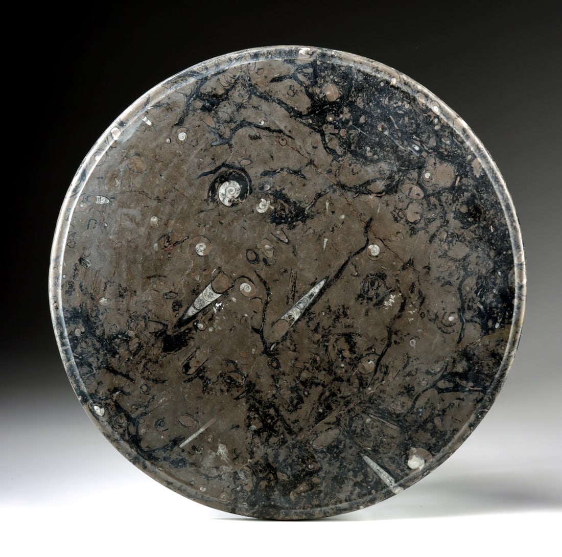 Circular Orthoceras & Ammonite Fossil Slab Table Top: North Africa, Morocco, Devonian Period, ca. 419.2 to 358.9 million years ago. This large, circular fossil slab is polished to reveal dramatic Orthoceras and ammonite specimens embedded within a deep b
