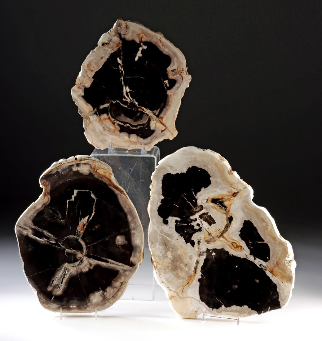Petrified Wood Fossils, Three Polished Slabs: Africa, Madagascar, early to mid-Triassic period, ca. 252 to 220 million years ago. A collection of three fossilized petrified wood slabs cut in cross section and polished to reveal dramatic interior