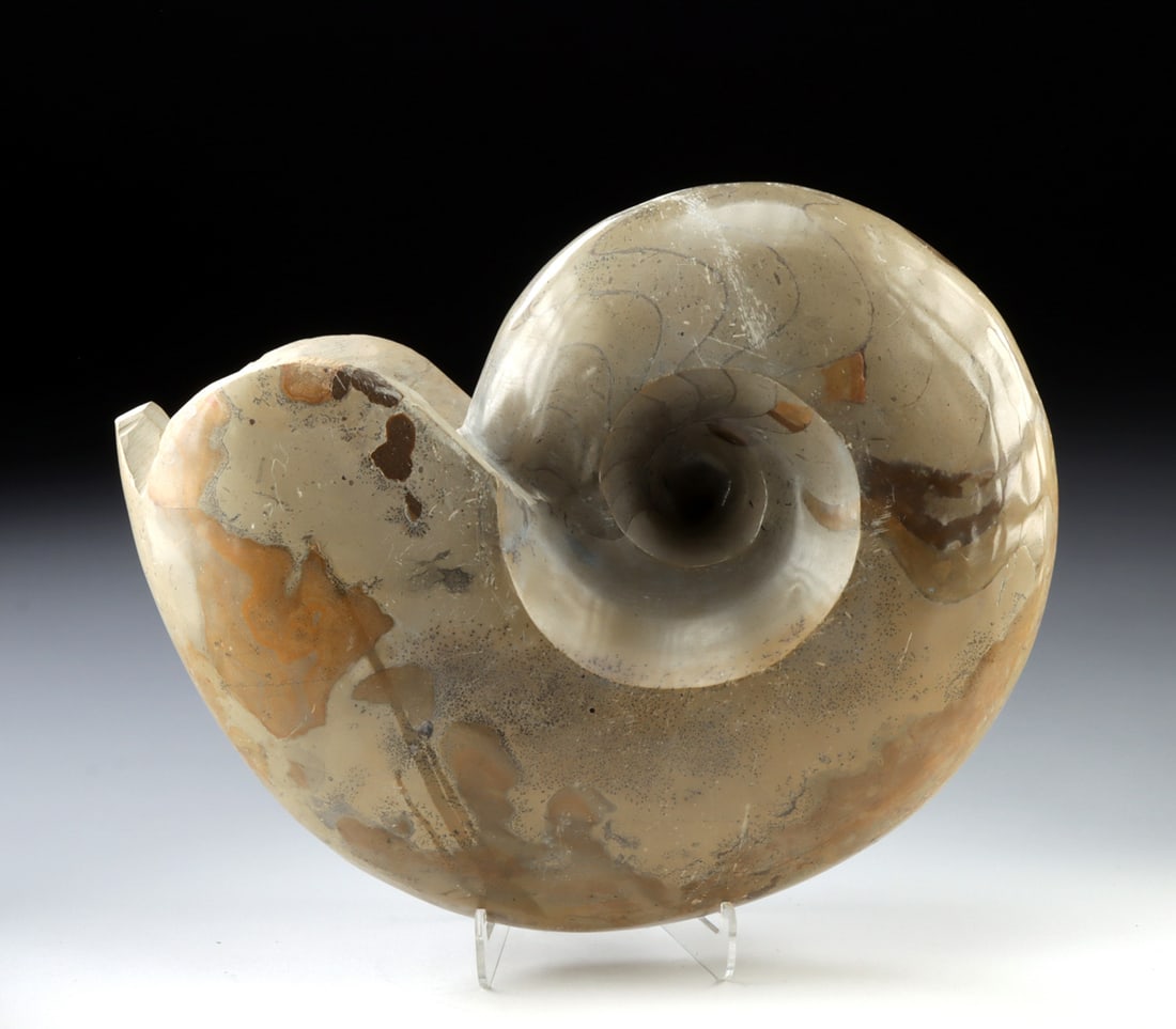 Carved Stone Partial Ammonite Shell Fossil: North Africa, Morocco, Devonian Period, ca. 419.2 to 358.9 million years ago. A decorative carved stone ammonite form with natural chamber lines visible within the spiral, shaped and polished to highl