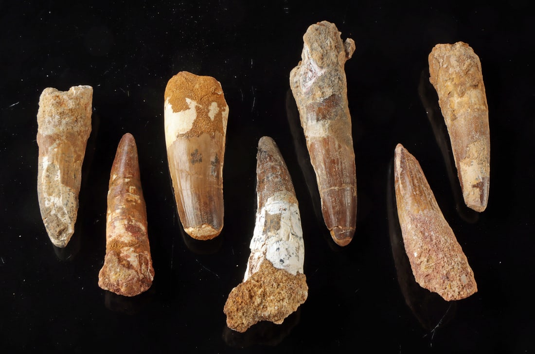 Seven Early Cretaceous Spinosaurus Dinosaur Teeth: North Africa, early Cretaceous (Lower Albian to Lower Cenomanian), ca. 112 to 97 million years ago. A group of seven fossil teeth from Spinosaurus, among the largest known carnivorous dinosaurs. Each