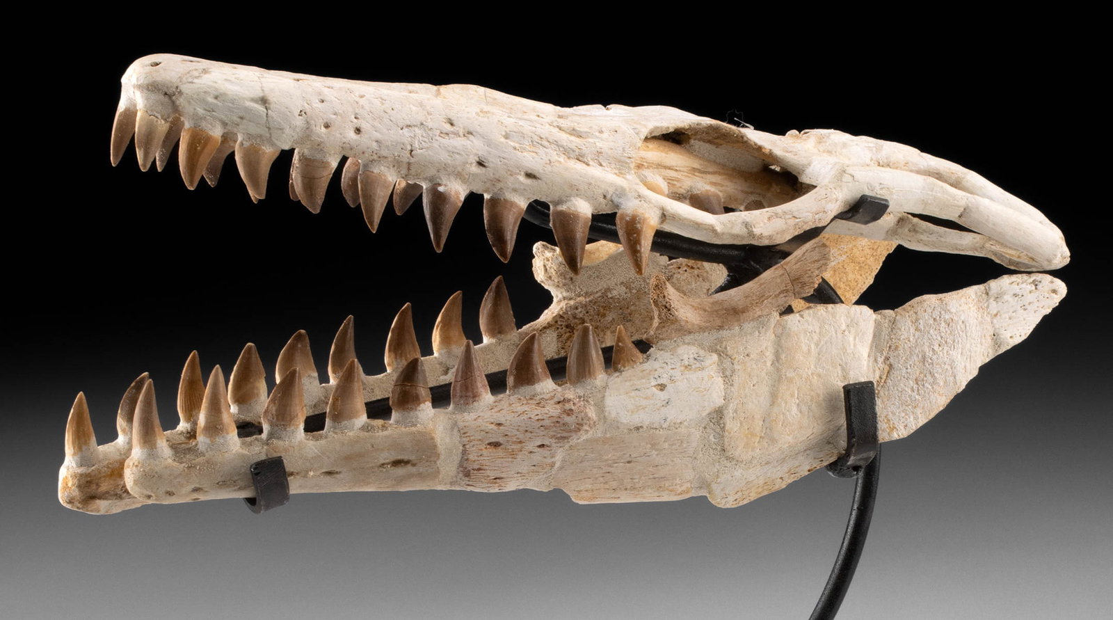 Petite Prehistoric Mosasaur Skull & Pterygoid Teeth - 3