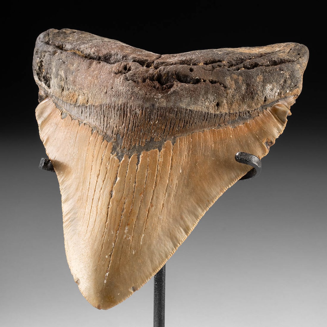 Museum Sized Fossilized 6 Inch Megalodon Shark Tooth (1 of 2)