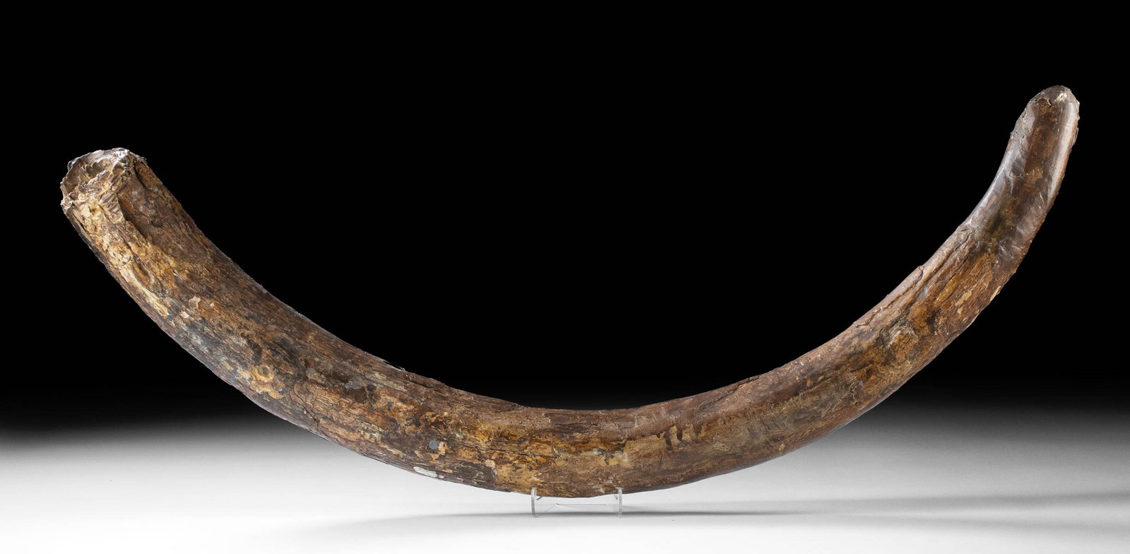 Fossilized Woolly Mammoth Tusk, Over 4 Feet Long! (1 of 3)