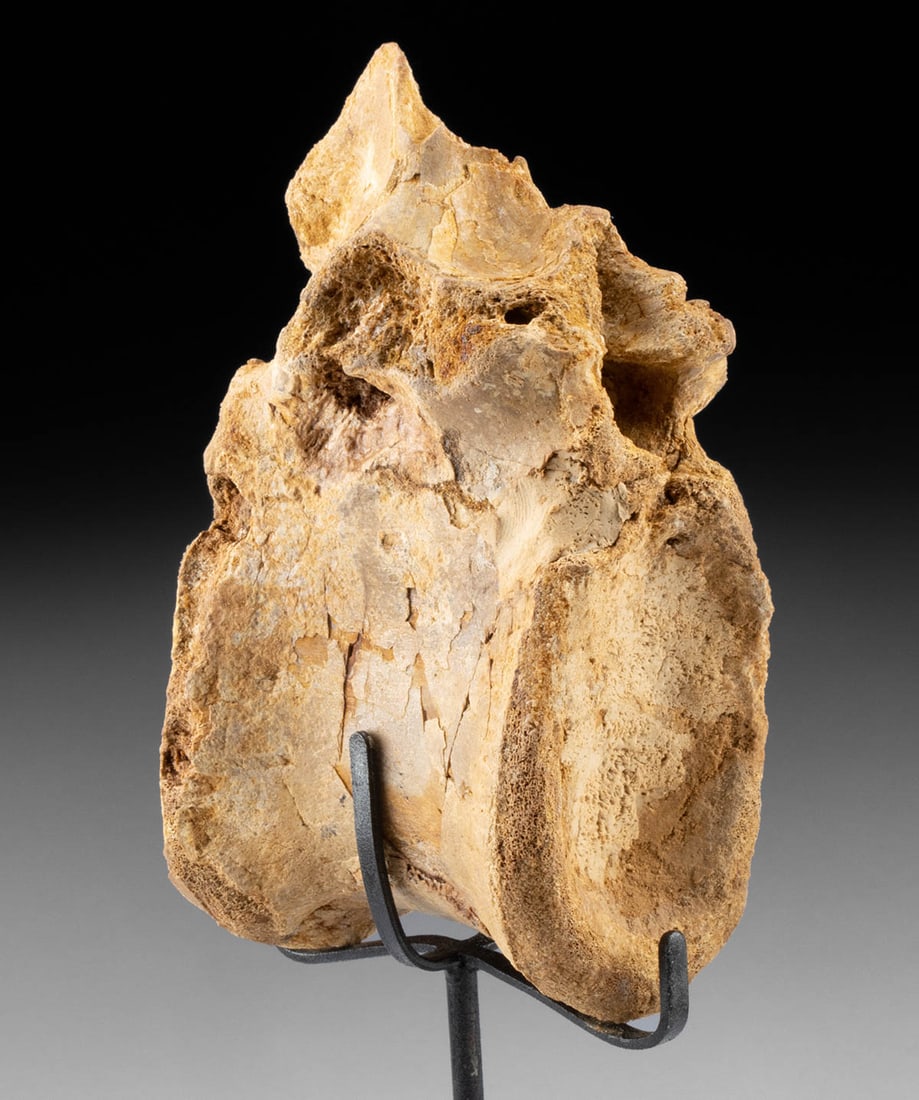 Fossilized Spinosaurus Dinosaur Backbone Vertebra Bone (1 of 3)