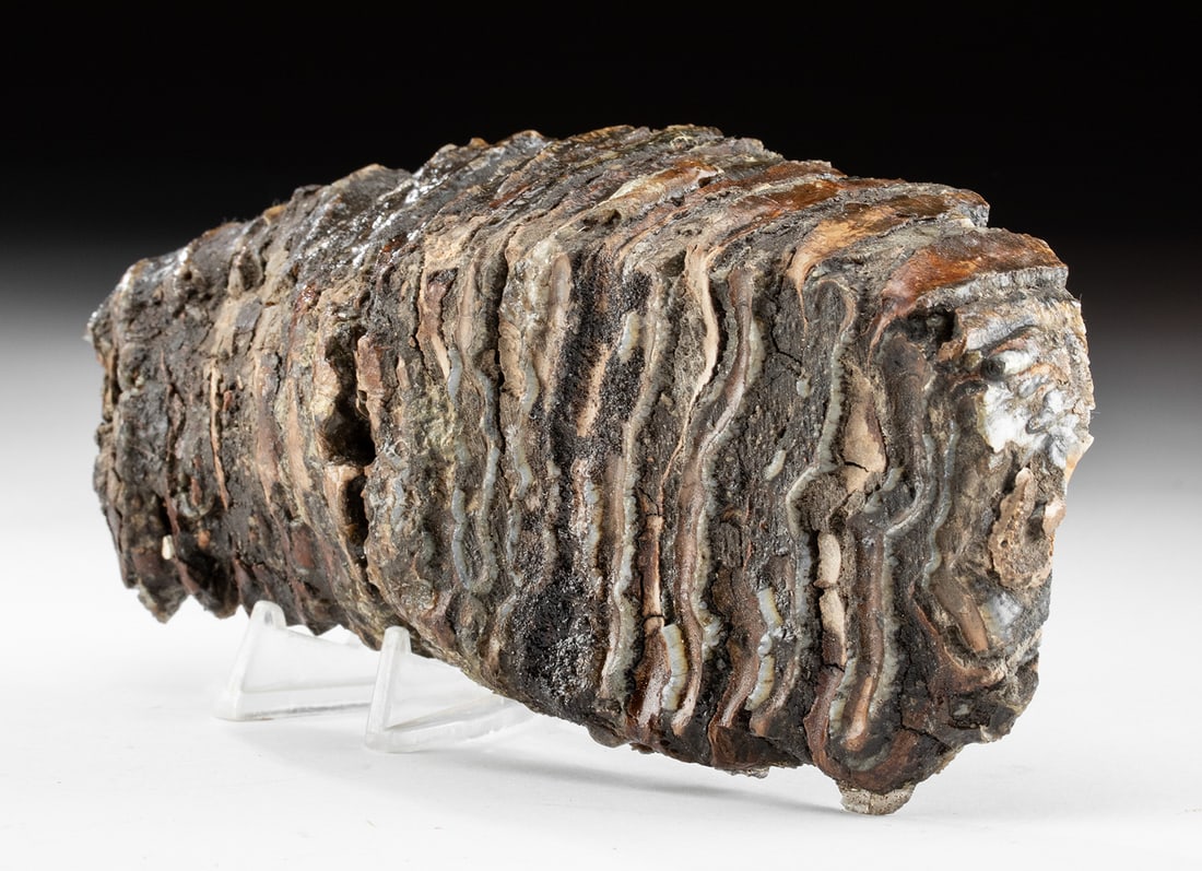 Mammoth Tooth (Mammuthus sp.), Alaska, Late Cenozoic: Present day Alaska, Early Pliocene to Early Holocene, probably from the earlier part of this spectrum, ca. 5 million years ago to 5000 years ago. A superb mammoth tooth, the grinding surface exposed w