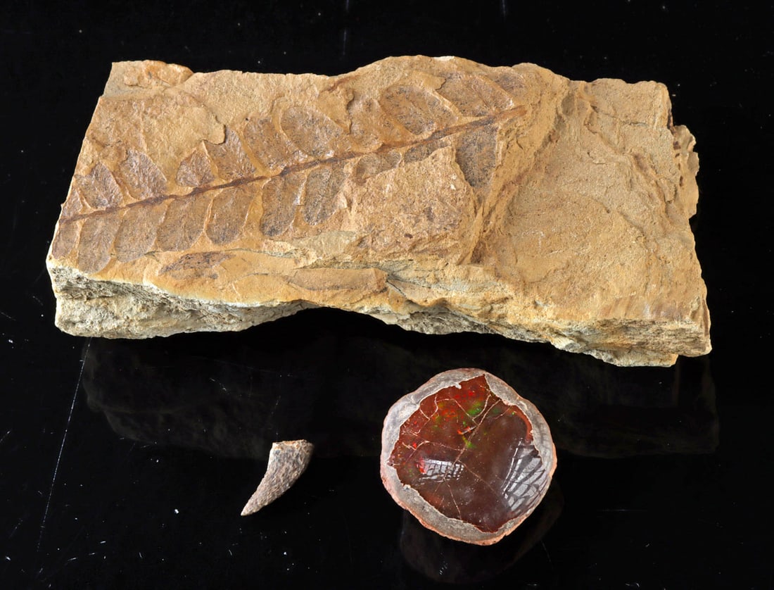 Fossilized Fern Frond, Dinosaur Tooth, & Chocolate Opal: Eastern Africa, Ethiopia, & North America, United States, Montana, ca. millions of years ago. An assorted group of natural history specimens including a fossilized leaf or fern frond preserved in matr