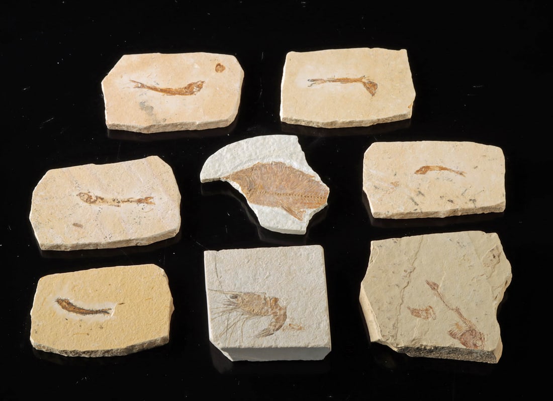 Prehistoric Cretaceous Fish Fossils + Prawn (8 pcs): Southeast Asia, Malaysia & South America, Brazil, Santana Formation, Cretaceous period, ca. 145 to 66 million years ago. A group of prehistoric fish fossils and a prawn preserved in 8 soft stone matri