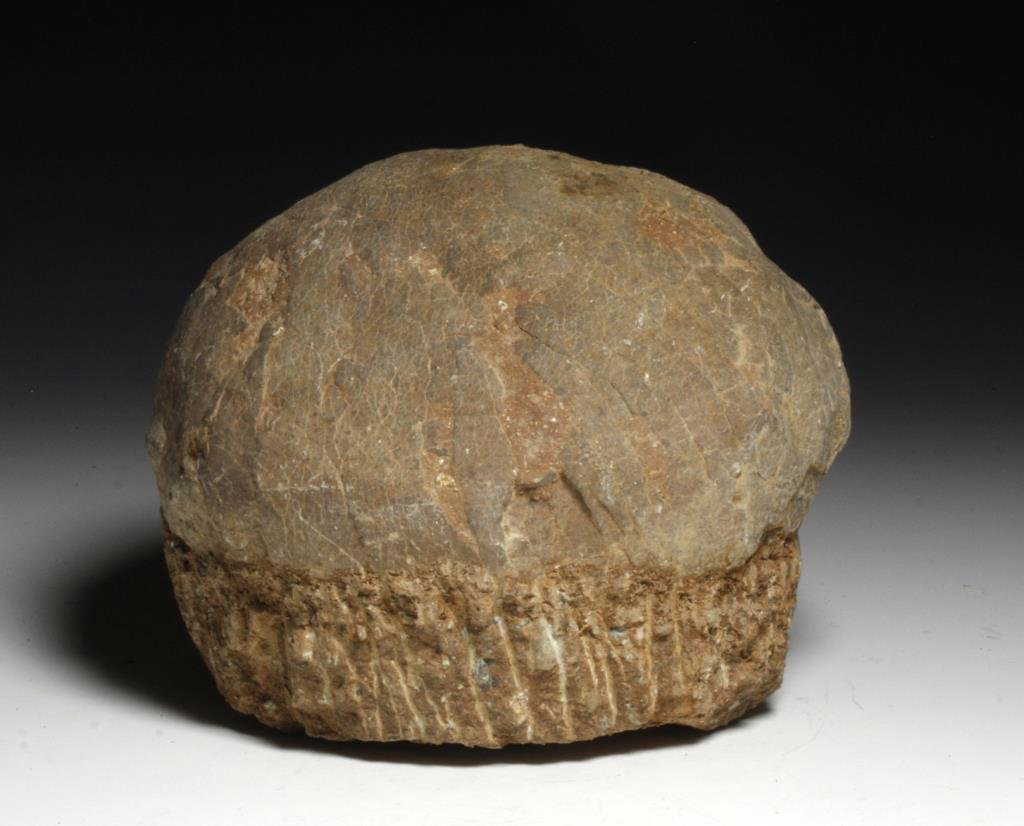Hadrosaur Dinosaur Egg Fossil