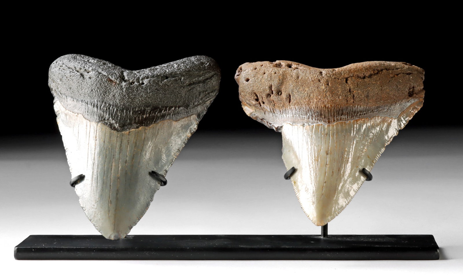 Fossilized Megalodon Teeth - A Prehistoric Pair! (1 of 3)
