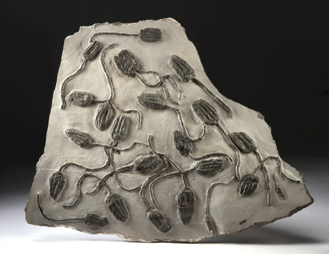 Massive Cupressocrinites Crinoid Sea Lily Fossil Plate (1 of 3)