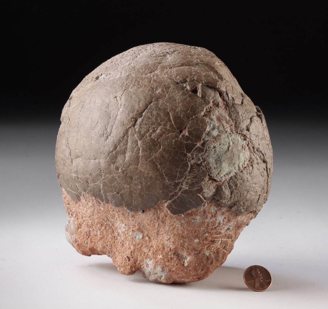 Large and Fine Fossilized Sauropod Dinosaur Egg (1 of 3)