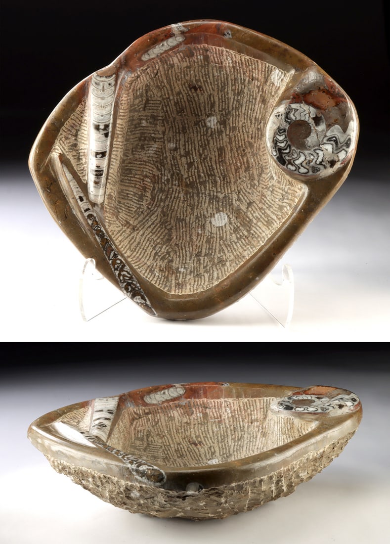 Carved Fossil Stone Basin, Ammonite & Orthoceras Shells: North Africa, Morocco, Devonian Period, ca. 419.2 to 358.9 million years ago. A fossiliferous stone slab carved into a basin and polished to reveal ammonite and Orthoceras fossils in relief within a r